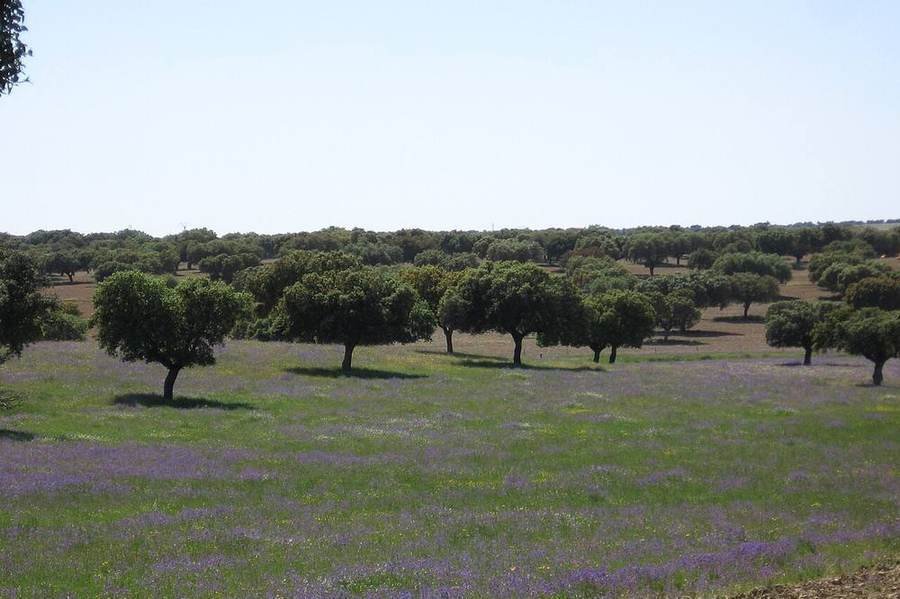 Spanien im Frühling: die besten Städte für März bis Mai